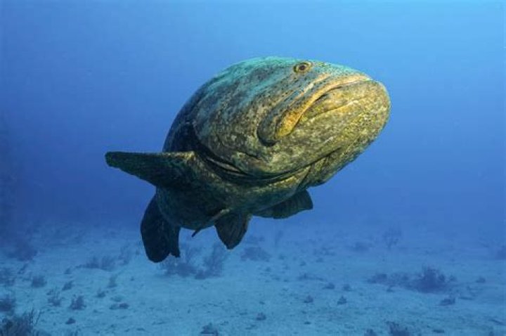 Unveiling The Scariest Animals On Earth